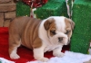 -English-Bulldog-Puppies-Excellent-Quality