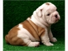 Cute-English-Bulldog-puppy-looking-fo-a-good-home