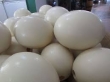 Home-Breed-ostrich-chicks-and-eggs-available